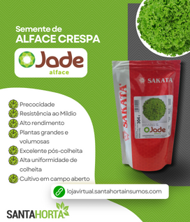 Alface Crespa Jade