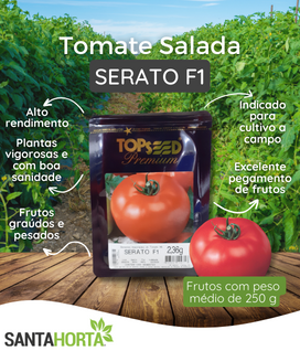 Semente de tomate salada, Serato F1, top seed premium, agristar do brasil