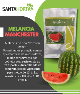 Melancia Híbrida Manchester Crimson Sweet